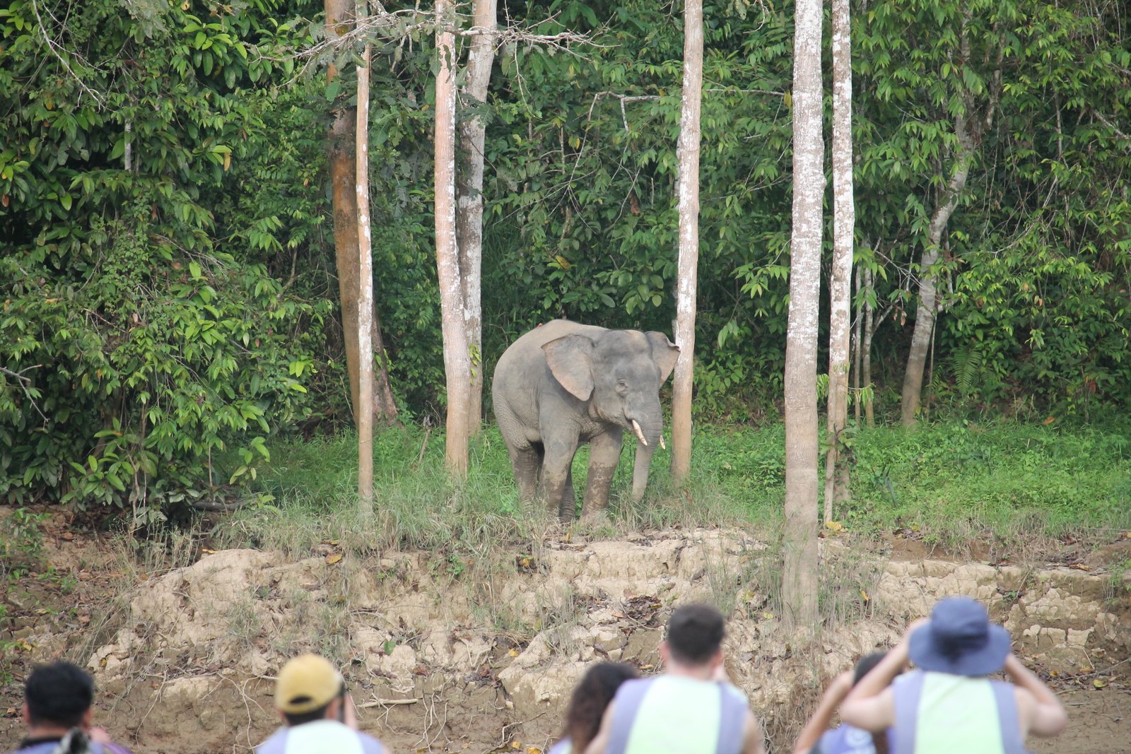 A Bornean elephant standing among trees at the edge of the rainforest