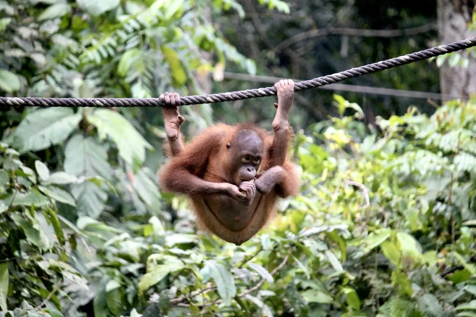 A young orangutan moving along a rope in Sepilok’s green rainforest