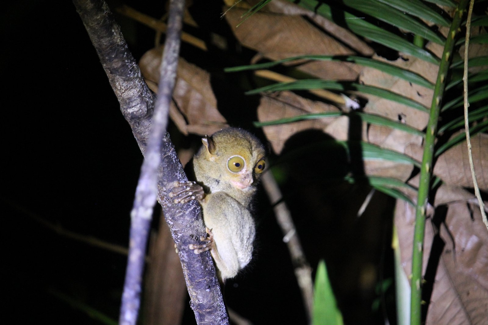 A small tarsier clinging to a tree during a night walk in Sepilok
