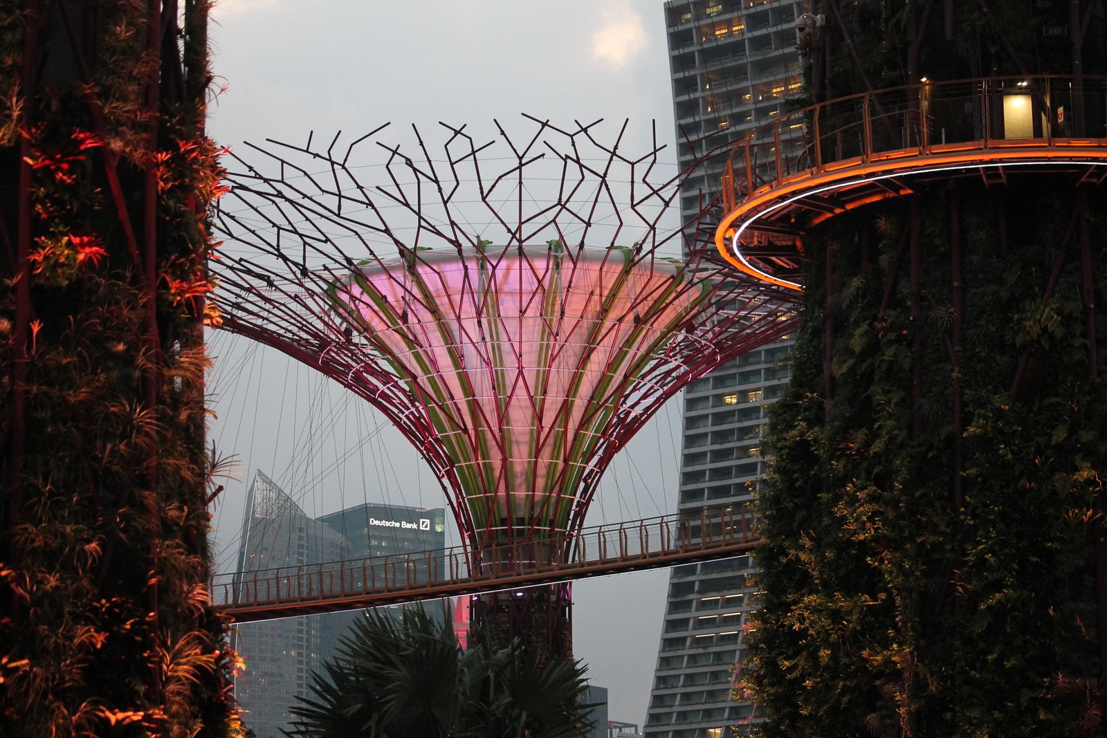 An illuminated Supertree at Gardens by the Bay in Singapore
