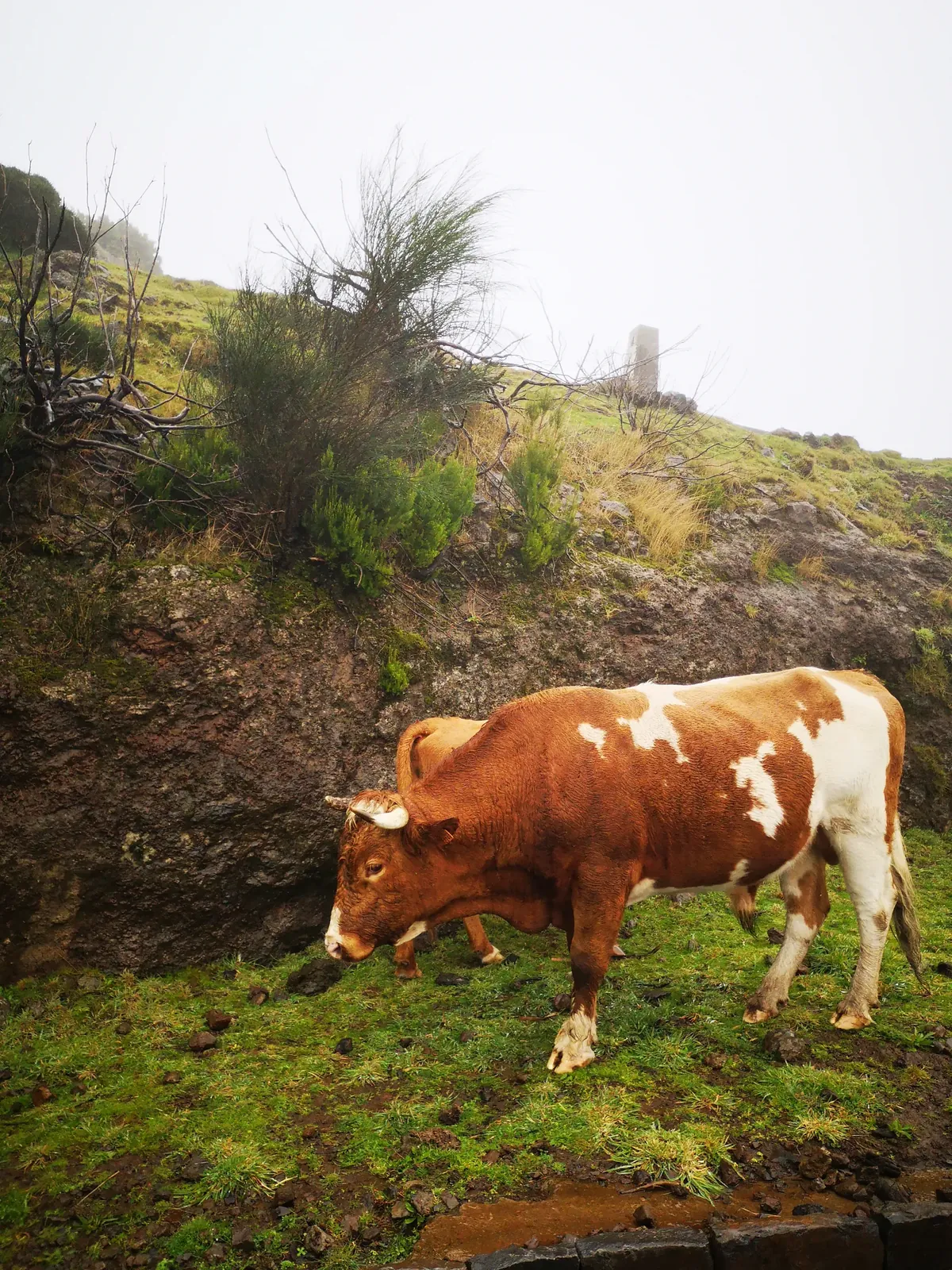 Cow in Madeira’s misty Fanal highlands