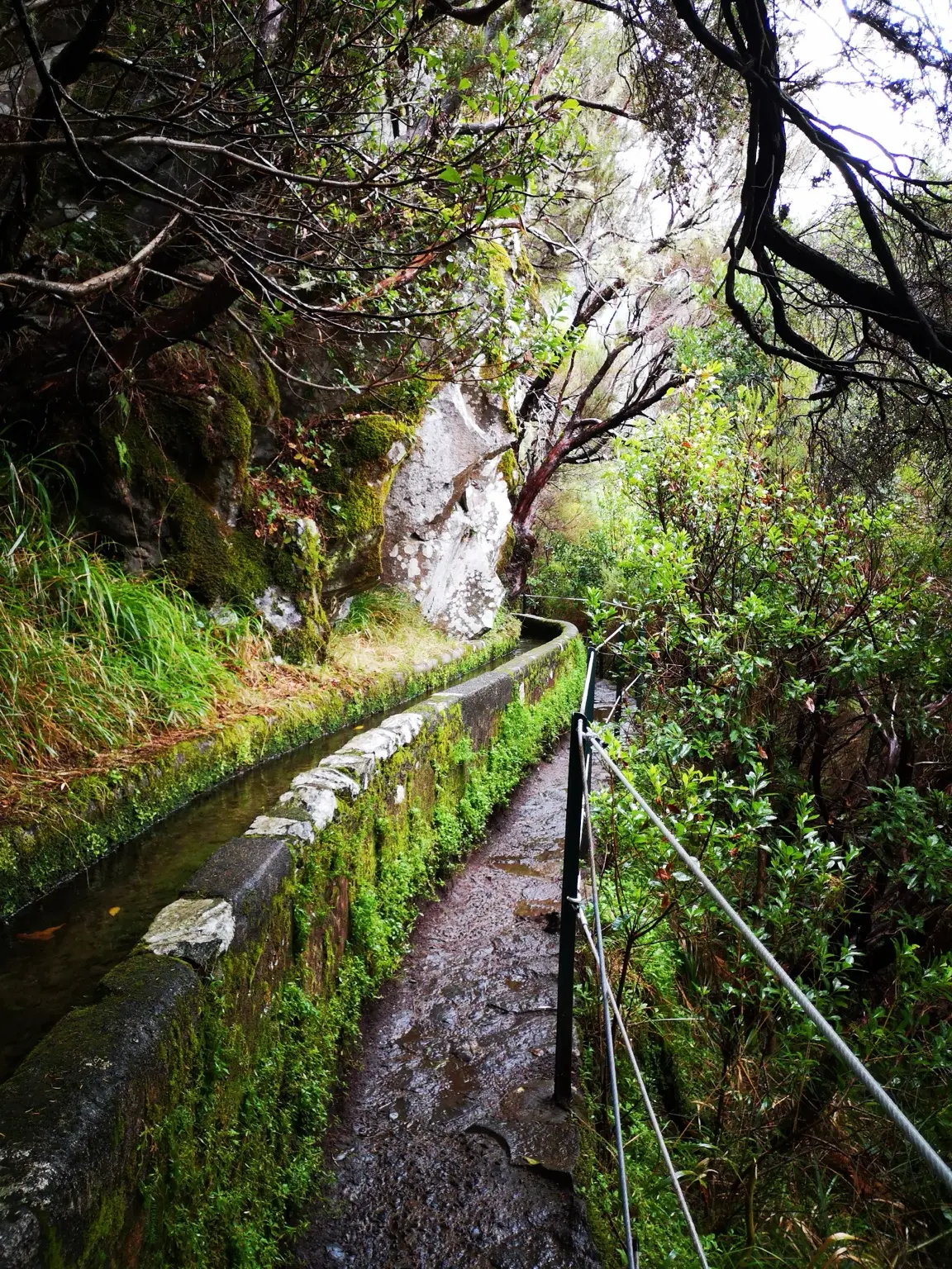 Narrow levada path through Madeira’s green laurel forest
