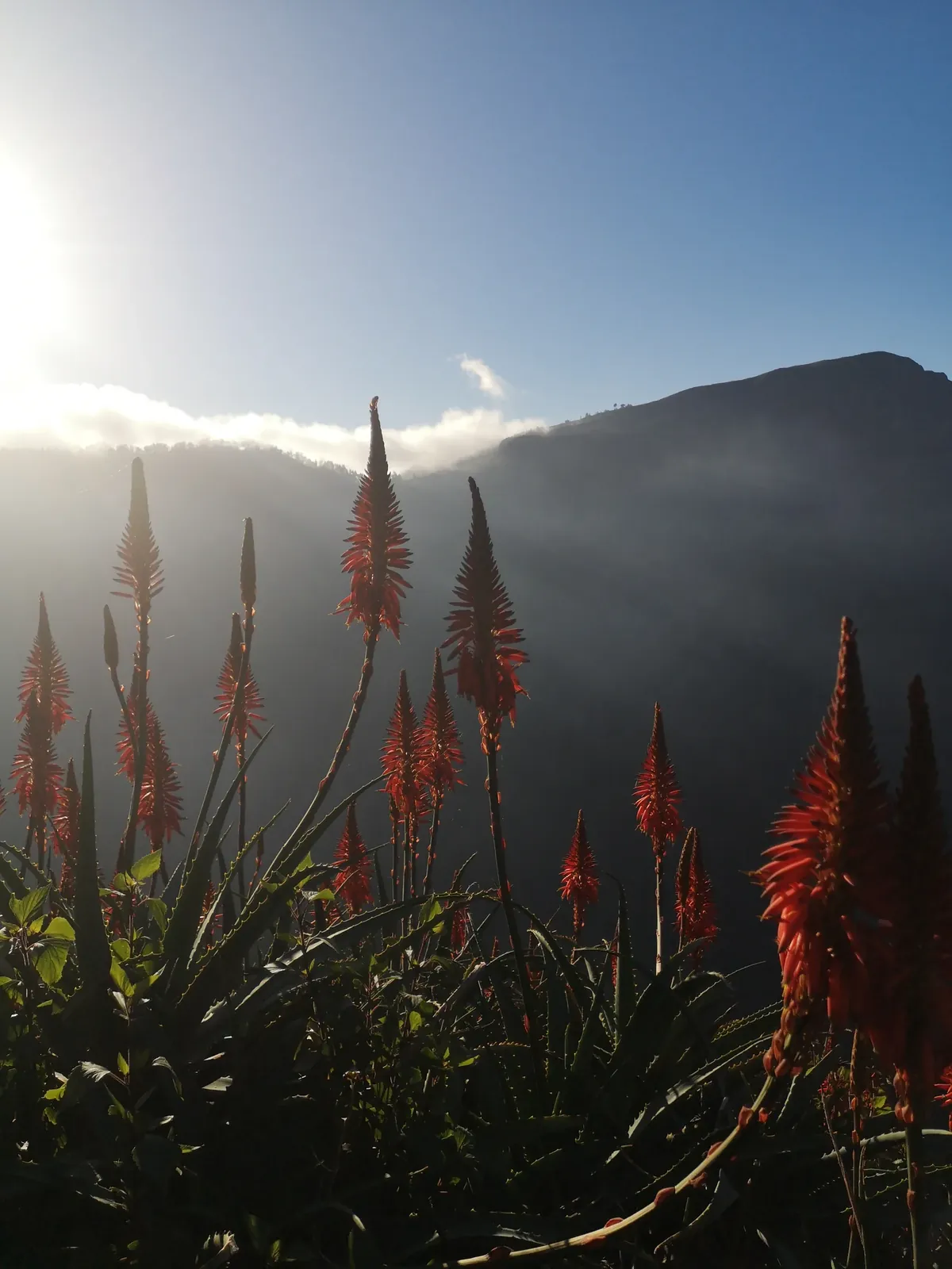 Warm early light over Madeira’s mountain peaks
