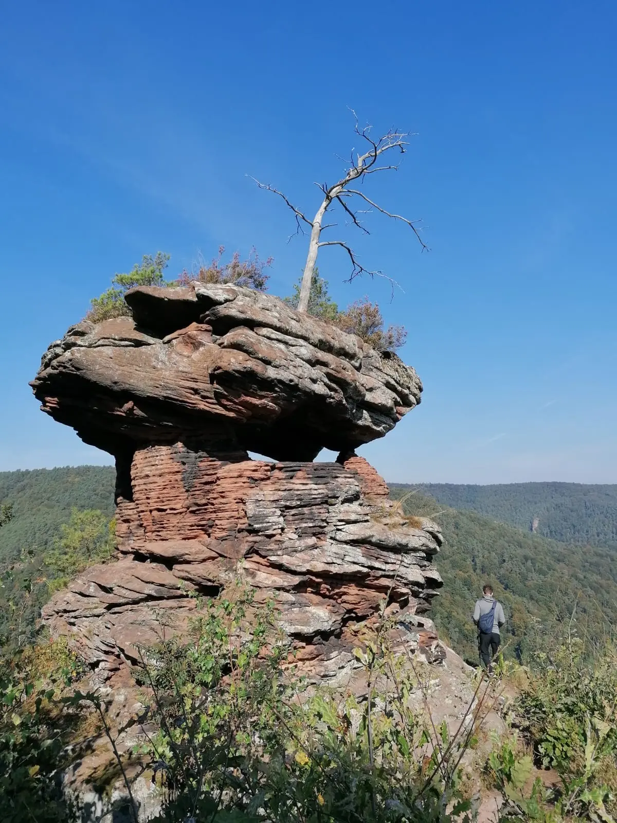 Sandstone cliffs among trees in the Palatinate Forest