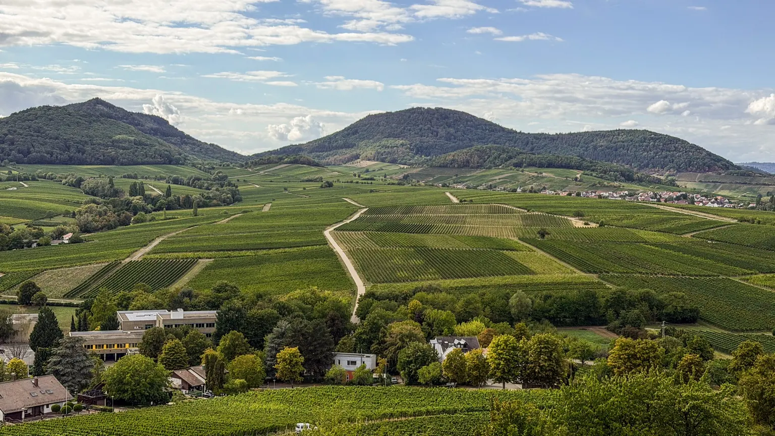 Vineyards in front of the wooded hills of the Palatinate Forest