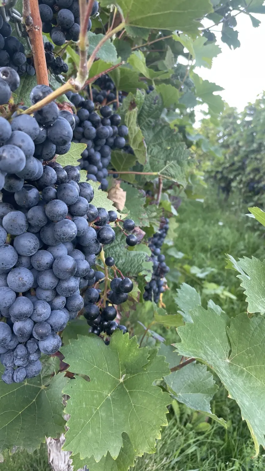 Ripe dark grapes on a vine in the Palatinate