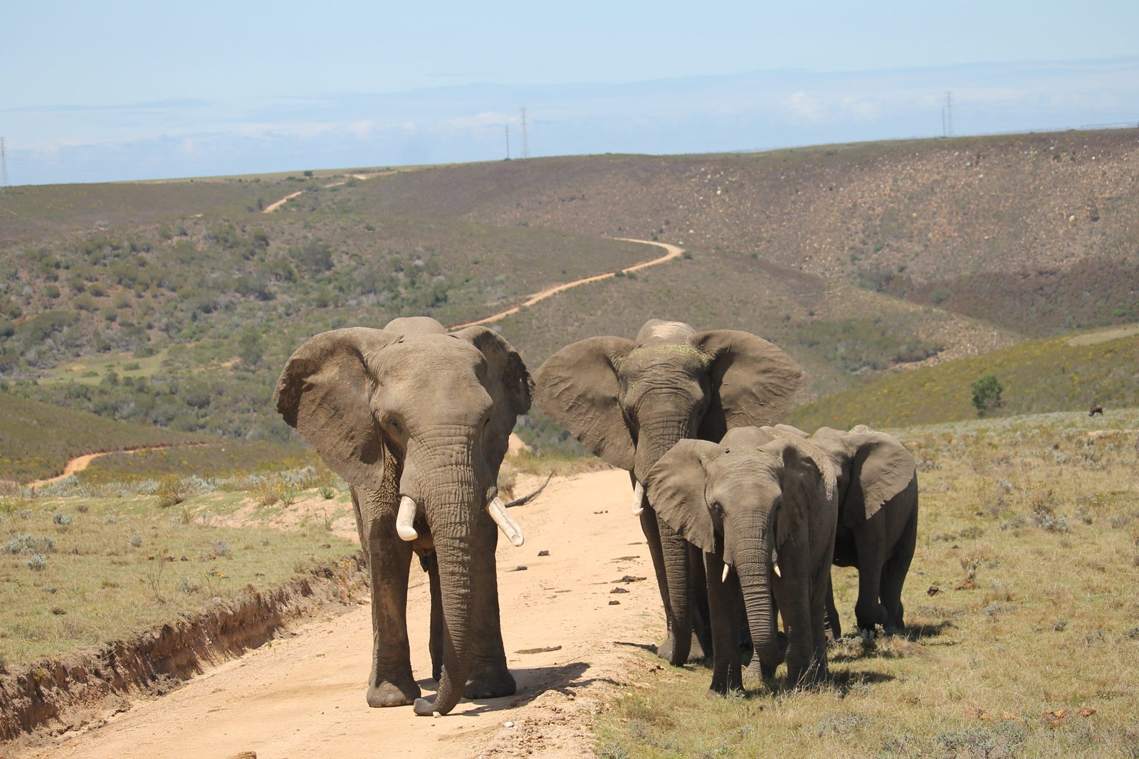 Elephant family on safari in South Africa