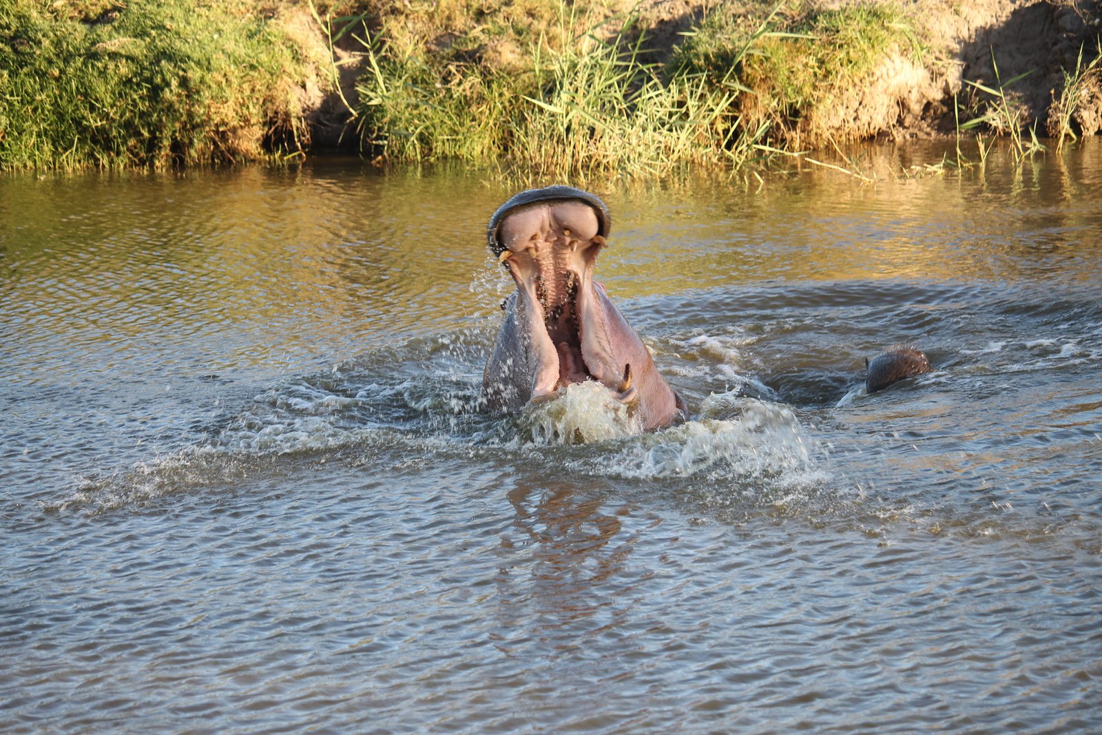Hippo in the water at a South African game reserve