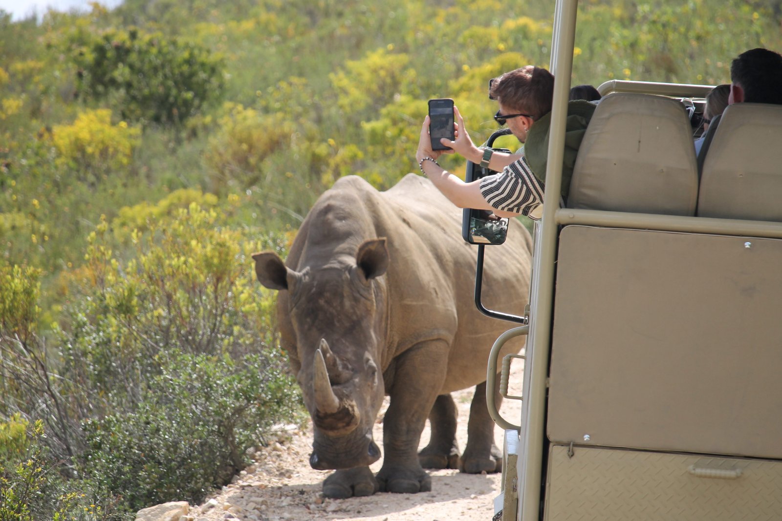 Rhino during a safari on South Africa’s Garden Route