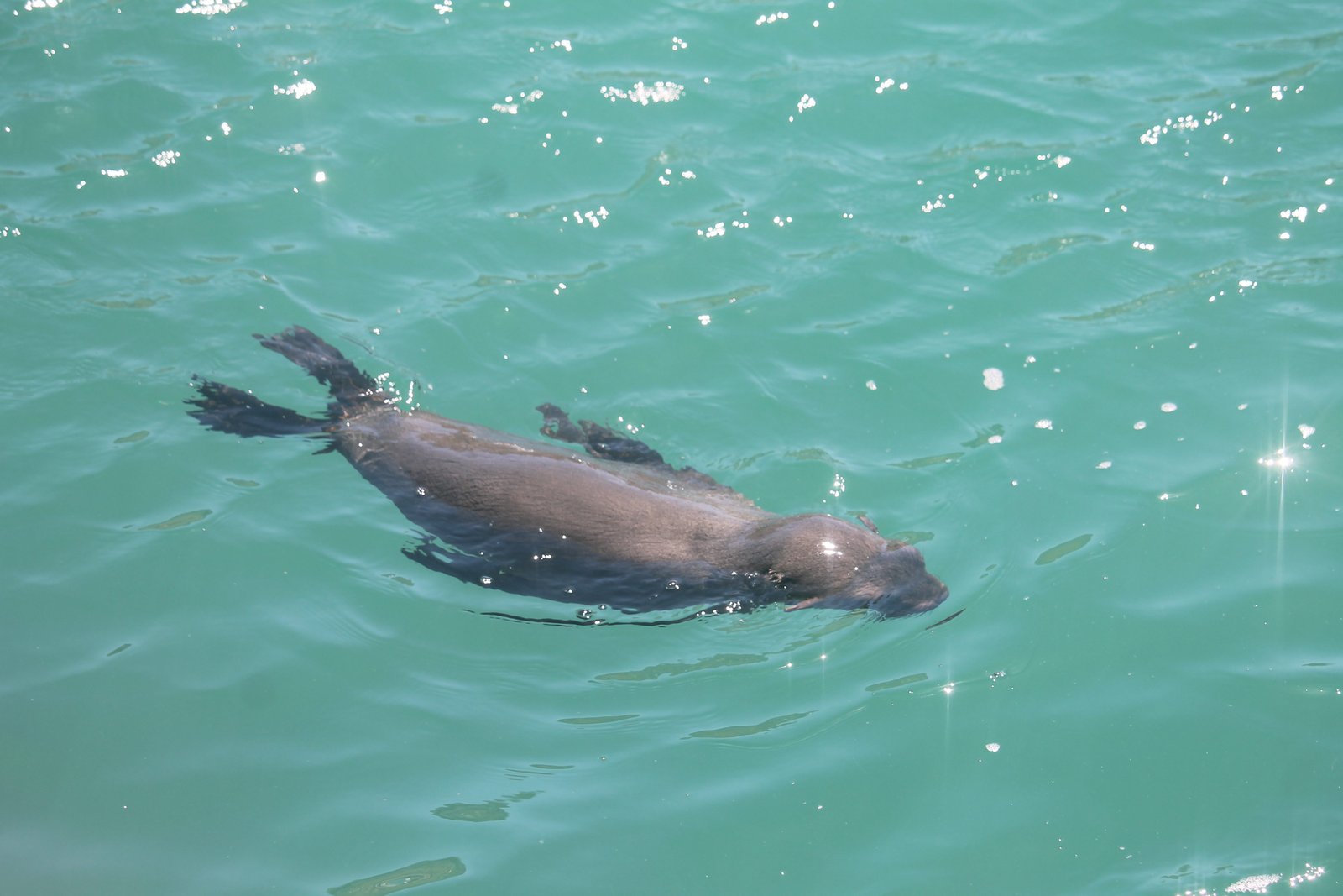 Seal beside Cape Town’s rocky Atlantic coast