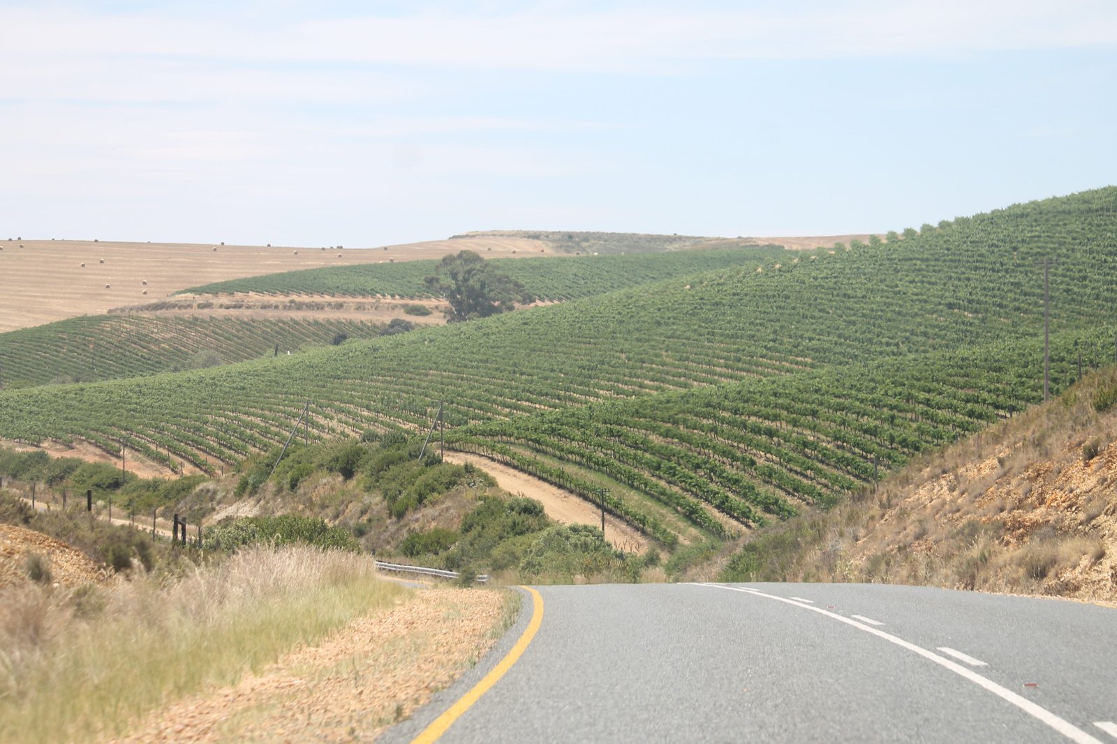 Vineyards and mountains near Stellenbosch