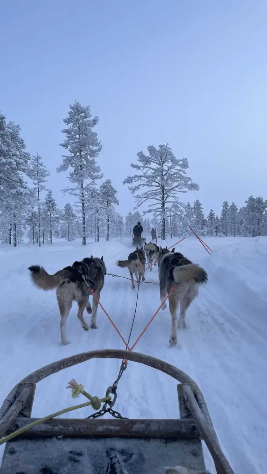 View from a dog sled over a husky team travelling through a snowy forest