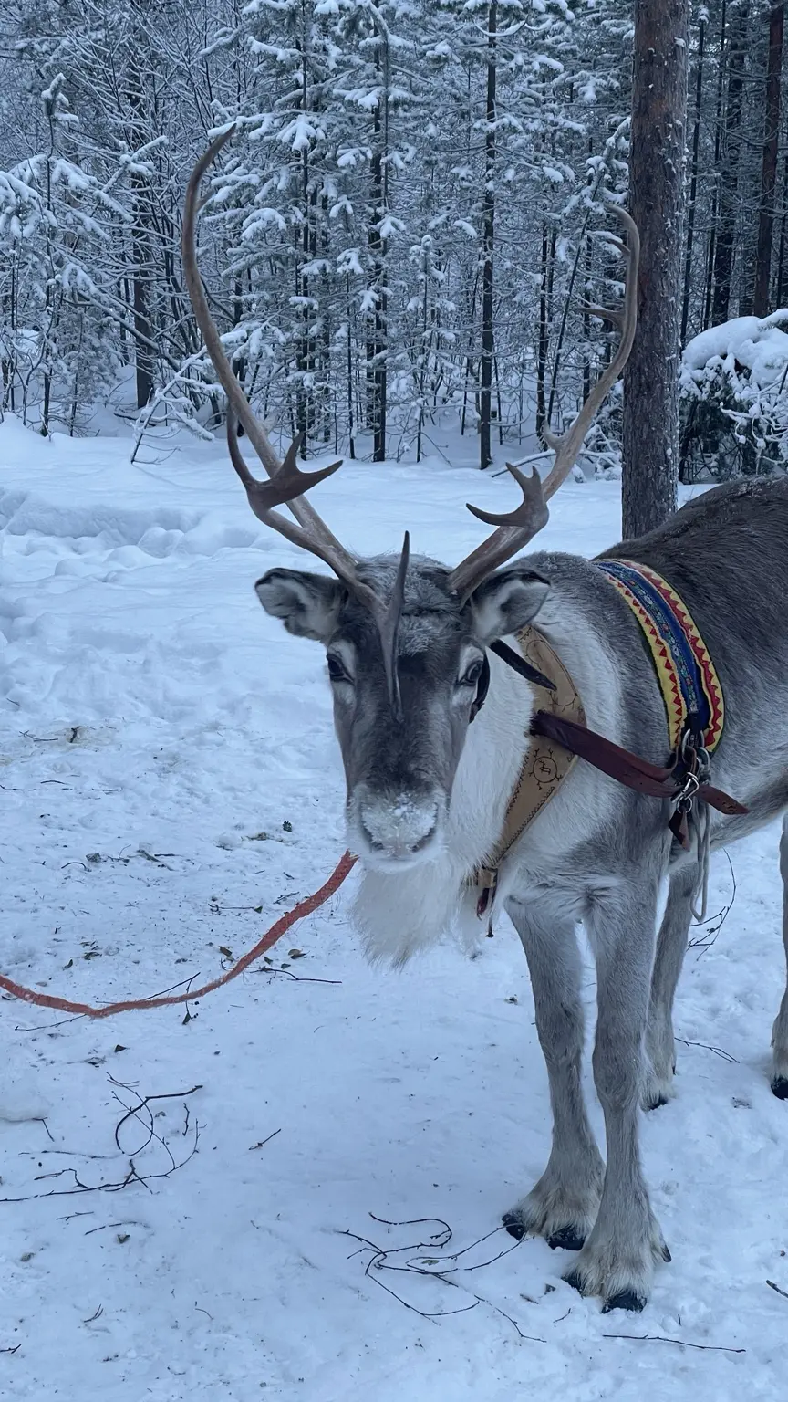 Reindeer with large antlers and decorated harness in a snowy forest