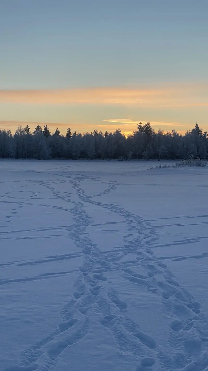 Tracks crossing deep snow towards the low winter sun