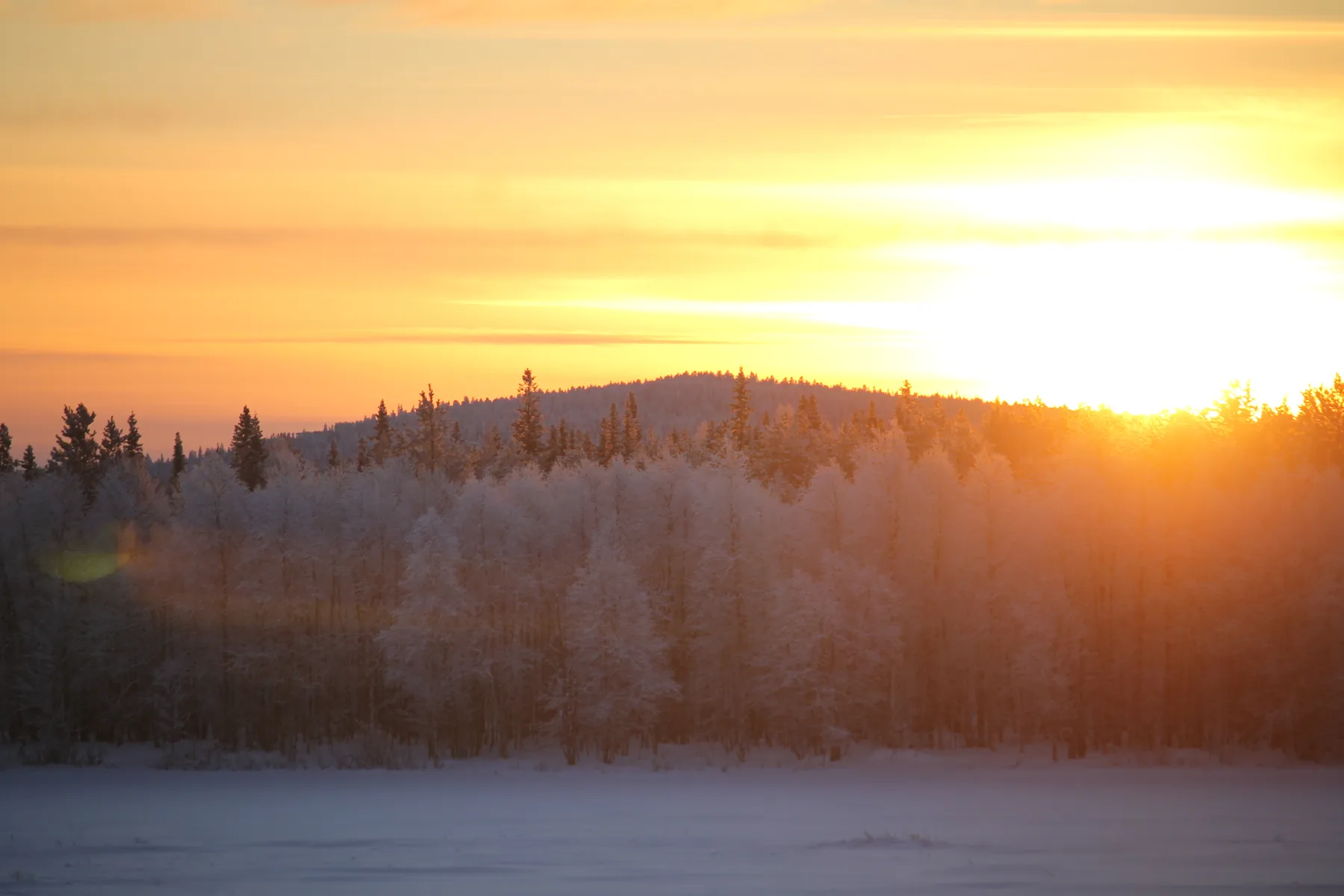 Low winter sun over a snowy forest in Finnish Lapland