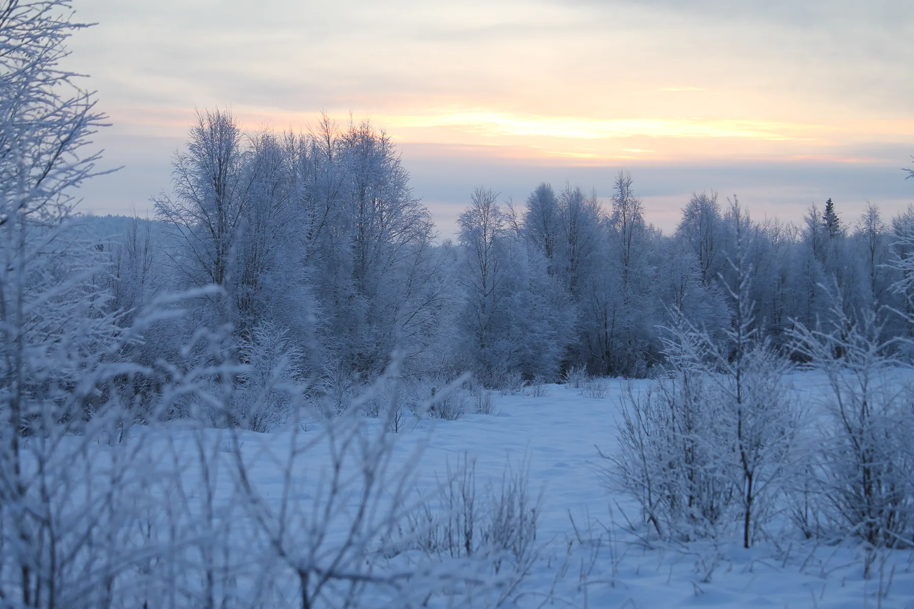 Wide snowy forest landscape in Finnish Lapland under pastel January light